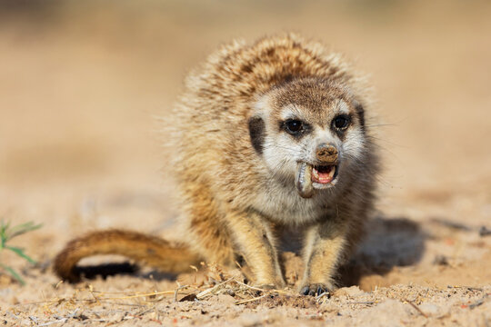 Meerkat, Suricata suricatta, eating a grub.