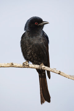 The fork-tailed drongo perched in the Kalahari, where the birds often hover over the meerkat mimicking their alarm calls to scare them into dropping food.