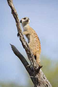 Meerkat, Suricata suricatta, an animal at its sentry post in a dead tree
Kalahari Research Center, Vanzylsrus, Northern Cape, South Africa