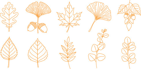 Botanical leaf line icon set with oak maple and eucalyptus © Labib