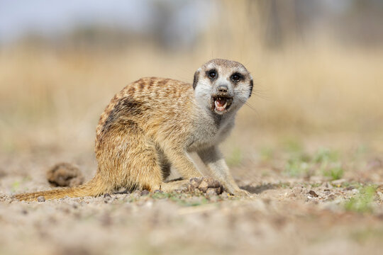Juvenile Meerkat, Suricata suricatta, a young animal foraging for insects and grubs
Kalahari Research Center, Vanzylsrus, Northern Cape, South Africa