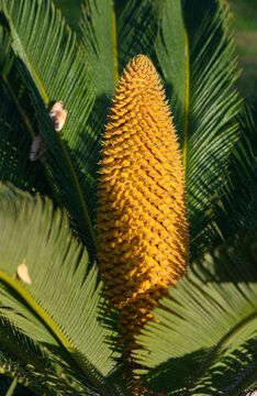 Cycas revoluta drooping flower in Cyprus