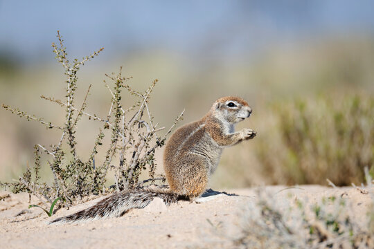 African Ground Squirrel, Cape ground squirrel, Geosciurus inauris, an animal in a sandy habitat.