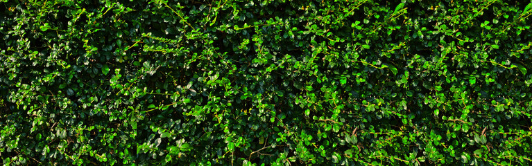 Obraz premium Vibrant panoramic view of lush Fukien Tea tree hedge. This dense green leaf wall features natural sunlight highlights perfect for organic backgrounds and eco-friendly garden designs