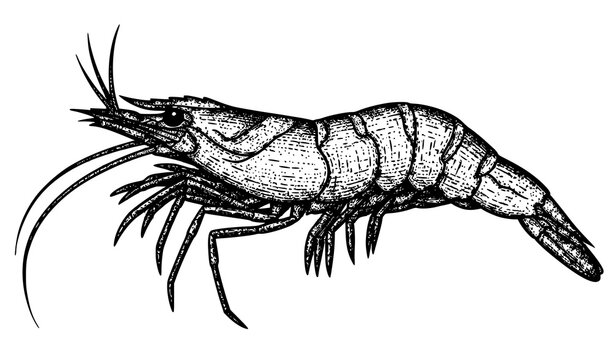 Shrimp Caridea engraving vector illustration black and white scratchboard style hand drawn seafood animal isolated on white
