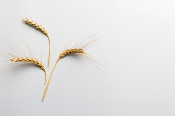 Obraz premium Sheaf of wheat ears close up and seeds on colored background. Natural cereal plant, harvest time concept. Top view, flat lay with copy space. world wheat crisis
