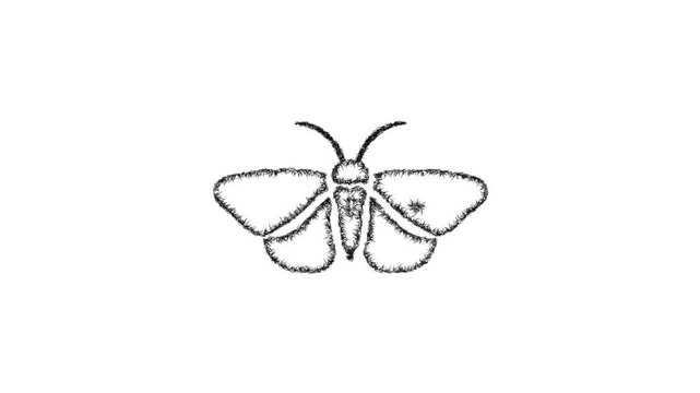 Sketch moth icon animation - smooth progressive reveal