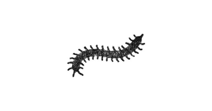 Sketch centipede icon animation - smooth progressive reveal