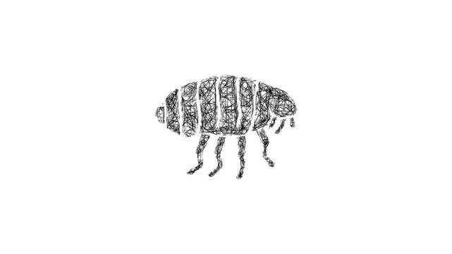 Sketch flea icon animation - smooth progressive reveal