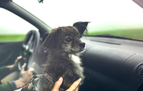 Portrait of small dog inside of car looking aside while travelling