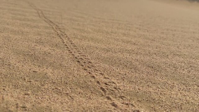 Close Up of Sacred Scarab Beetle Tracks Crossing Golden Desert Sand in Egypt