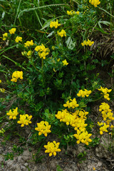 Obraz premium Blooming Bird's-foot Trefoil Lotus corniculatus on Summer Meadow