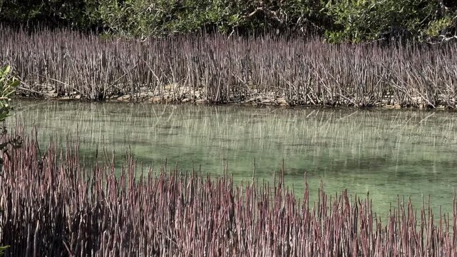 Panoramic View of the Mangrove Channel and Forest in Ras Muhammad National Park Sinai Egypt
