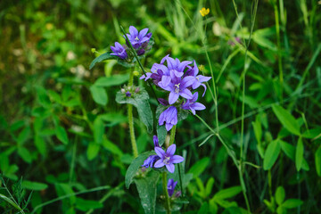 Obraz premium Deep Purple Clustered Bellflower Campanula glomerata in Wild Meadow