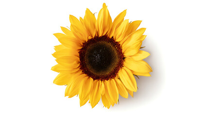 Fototapeta premium Top View Photorealistic Sunflower with Radiating Yellow Petals and Textured Spiral Centre on Pure White Background, Bright Minimal Lighting, Natural Elegance.