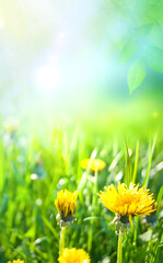 green natural grass background with sun rays, vertical walpaper