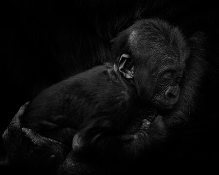 Gorilla baby in mother's arms in front of black background