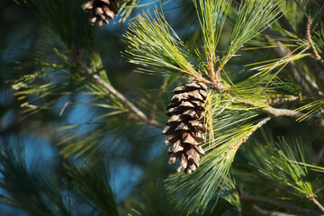 Der Zapfen einer Tränen-Kiefer (Pinus wallichiana) im März