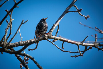 Einer der ersten Stare (Sturnus vulgaris),  fr&uuml;h im M&auml;rz 2026, auf einem Zweig in der Morgensonne