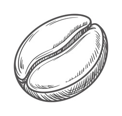Black and white line of a single coffee bean