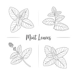 Black and white line of mint leaves and sprigs © Rakibul V