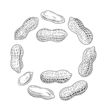 Hand drawn of peanuts arranged in a circular pattern legume food