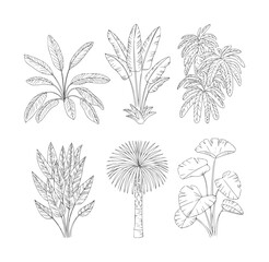 Six black and white line of various tropical plants foliage leaf botanical © Rakibul V