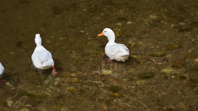 Footage of cute call ducks floating on shallow river. The Call Duck is the smallest breed of domestic duck, weighing less than a kilo.