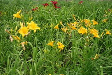 Numerous yellow and red flowers of day lilies in June