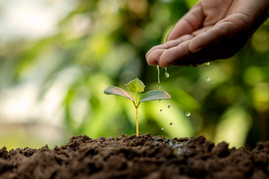 Hand watering a young plant sprout growing in fertile soil on green bokeh background, symbolizing environmental conservation and sustainability.