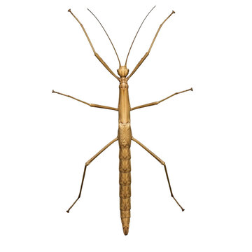 A detailed top down view of a brown stick insect isolated on transparent background
