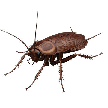 Detailed close up of a brown cockroach insect with long antennae isolated on transparent background
