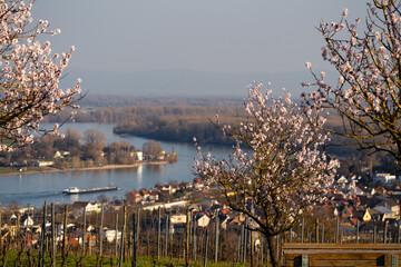 Mandelblüte Wartturm Nierstein, März 2026 © Stephan Dinges