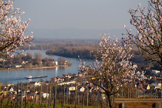 Mandelbl&uuml;te Wartturm Nierstein, M&auml;rz 2026