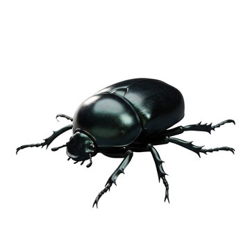 Dark shiny beetle insect isolated on transparent background