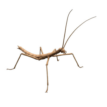 A slender brown stick insect with long antennae isolated on transparent background