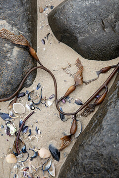 Kelp and seashells scattered on a sandy beach with large dark rocks