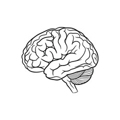 Fototapeta premium Detailed illustration of human brain anatomy in black and white