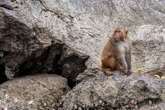 japanese macaque sitting on a rock