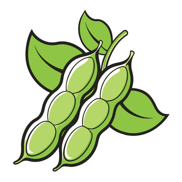 fava beans line art vector isolated