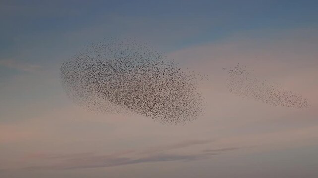 Starlings (Sturnus vulgaris) engage in a breathtaking murmuration, performing a synchronized aerial display against a vibrant sunset sky in the Netherlands. The massive flock of birds creates dynamic,