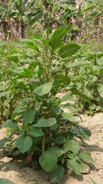 Garreen amaranth or Amaranthus palmeri growing in field