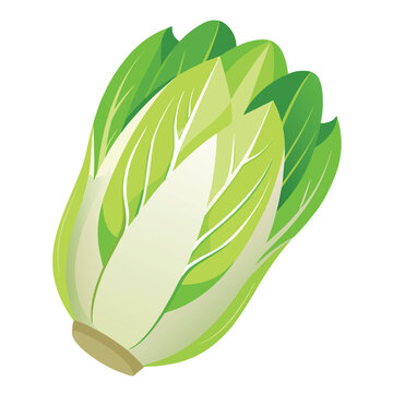 endive vectorr isolated