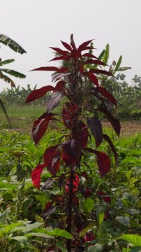 Red Amaranth known as a vibrant leafy vegetable