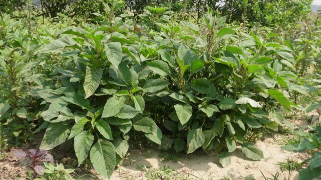 Amaranthus plants also known as amaranth or pigweed vegetables