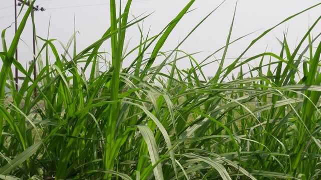 Napier grass, also known as elephant grass or Uganda grass