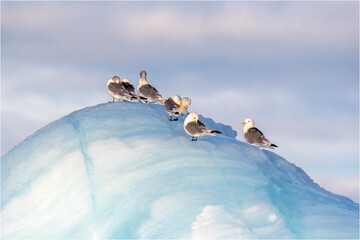  Dreizehenmöwen © Xaver Klaussner