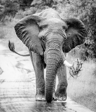 Front-facing African elephant walking down a rain-soaked road in a black and white wildlife portrait