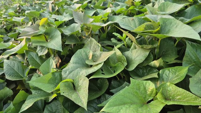 Lush Green Sweet Potato Leaves Growing in Bangladesh Field | RAW 4K