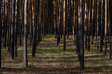 Green Eastern Ukrainian forest near Severodonetsk summer landscape